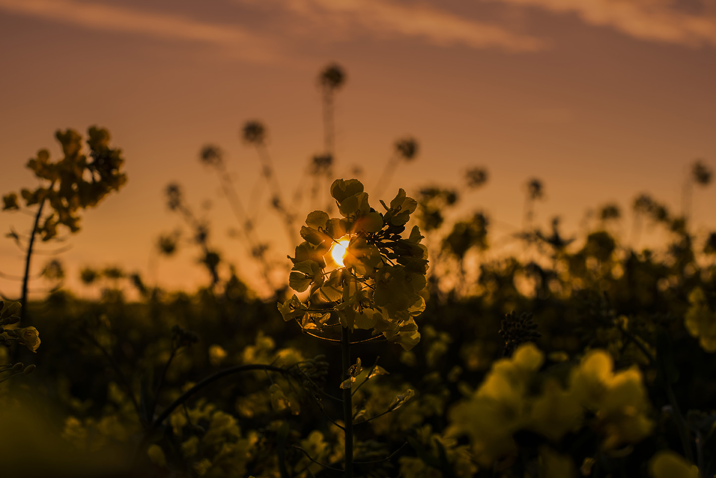 burning-flowers