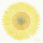 Tournesol par Chris.H