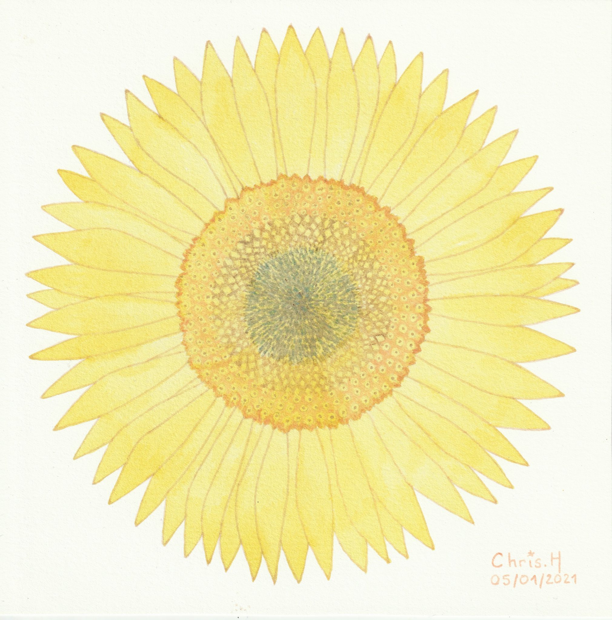 tournesol-2