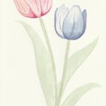 Tulipes