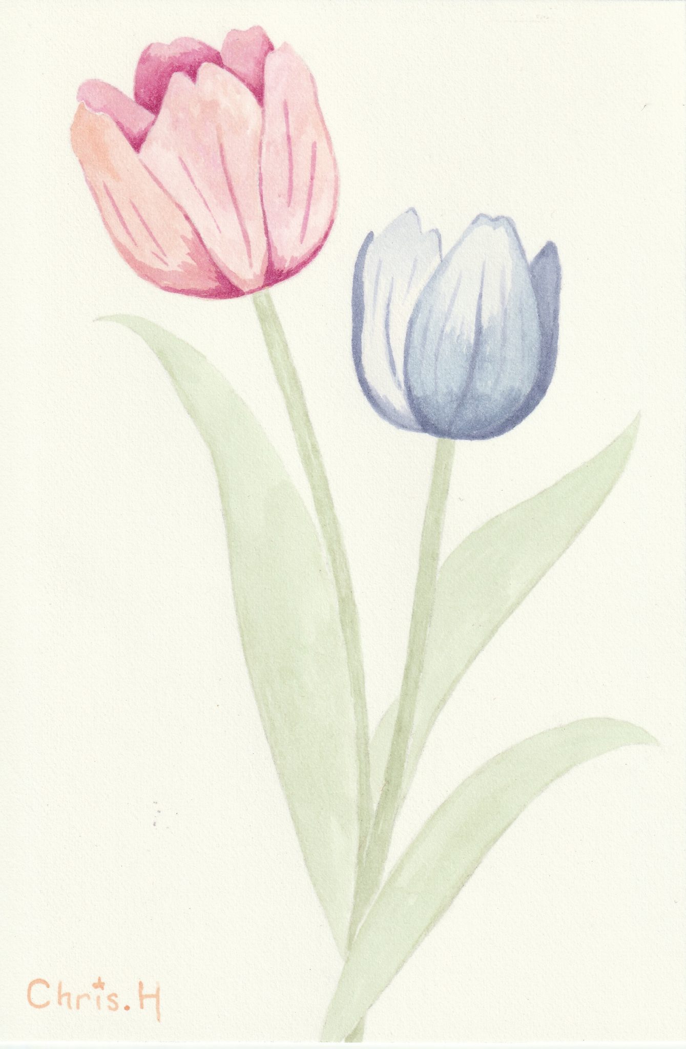 tulipes-2