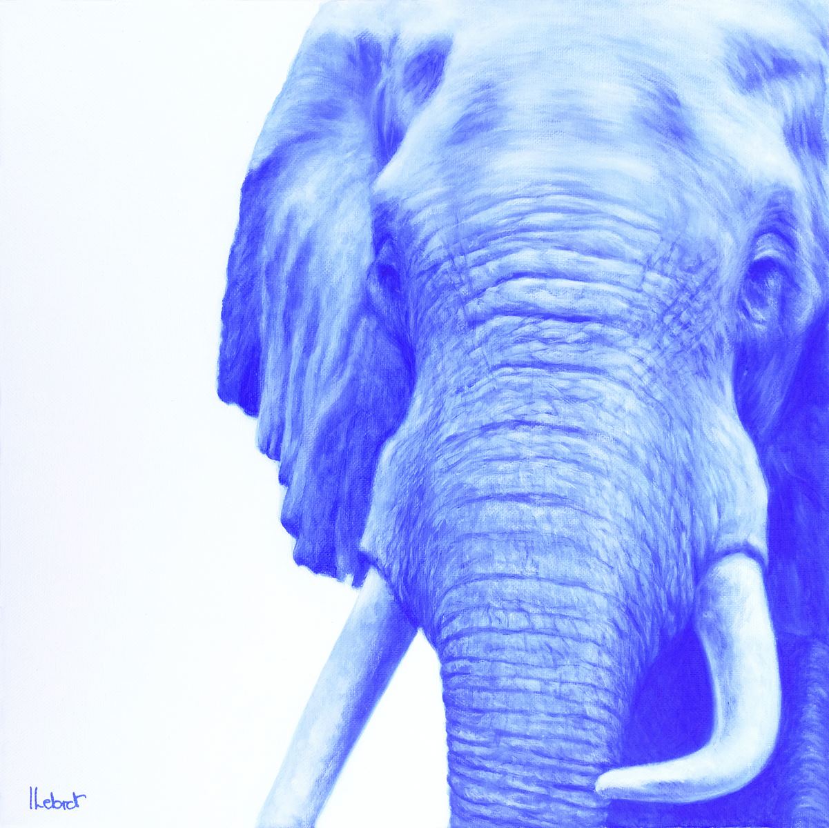 elephant-7