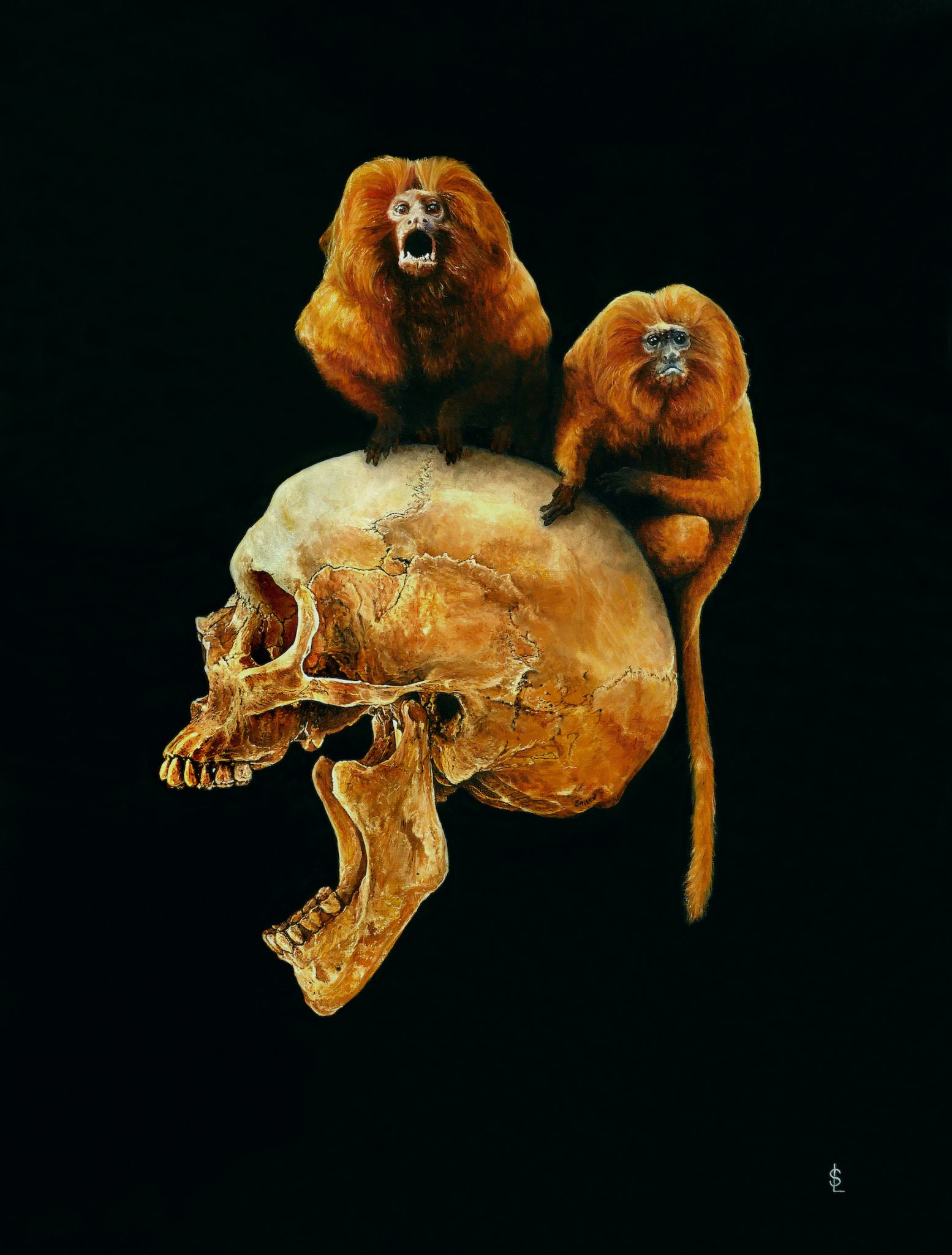 leontopithecus-rosalia