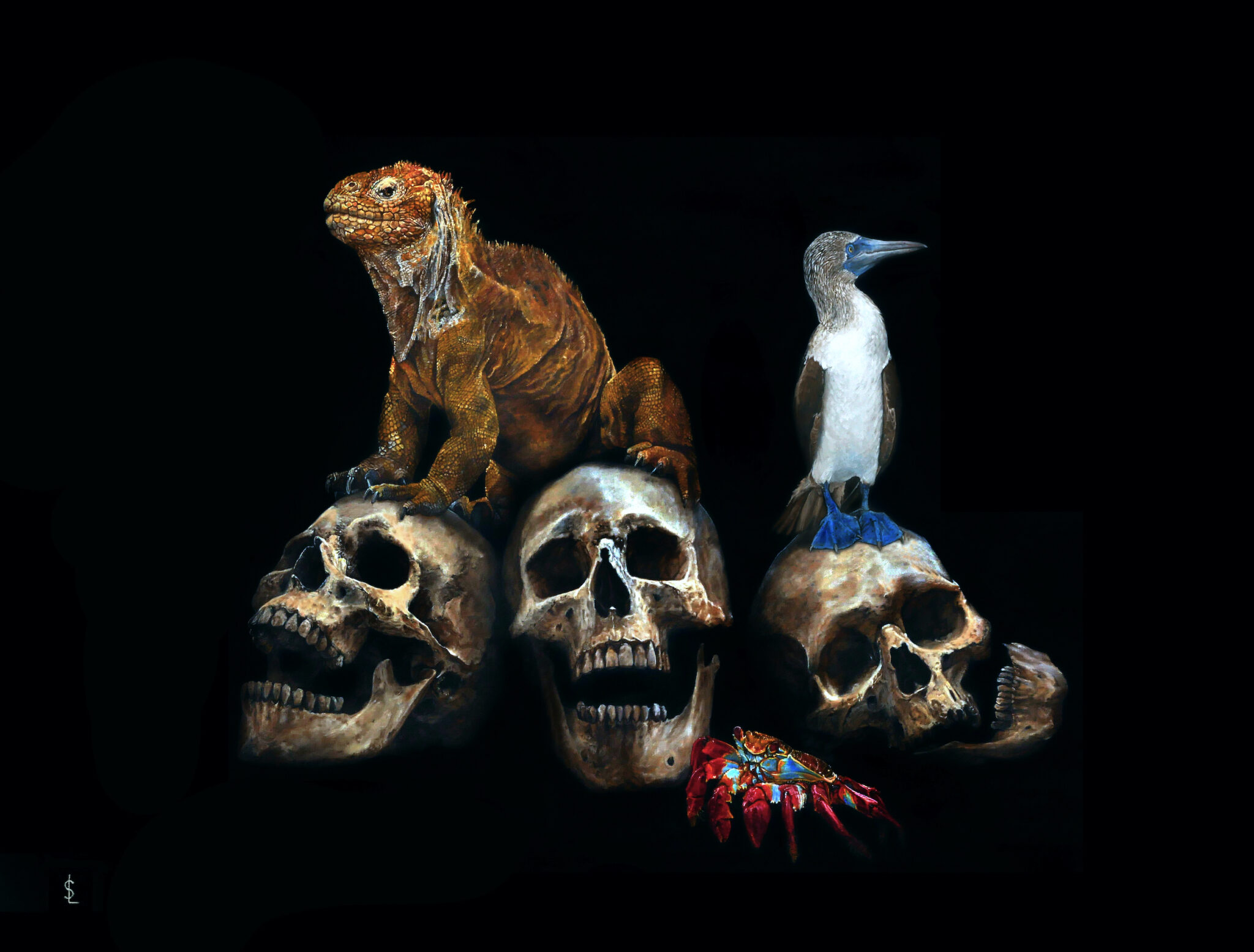 memento-mori-des-galapagos