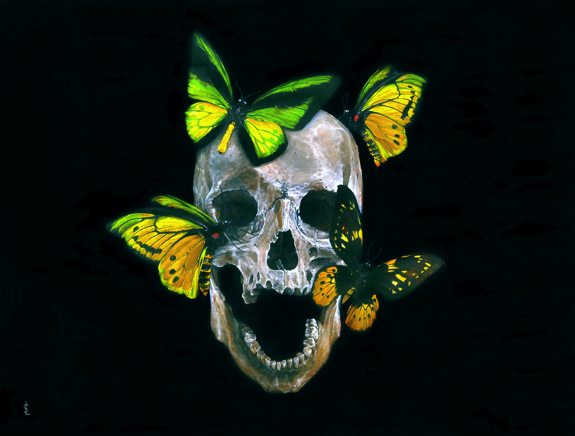 ornithoptera-goliath