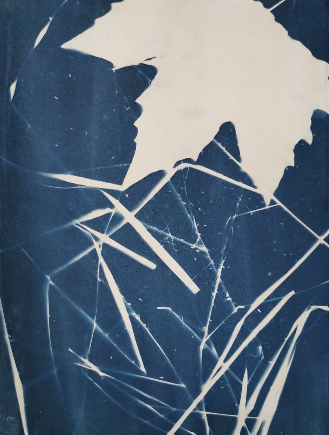 cyanotype-1