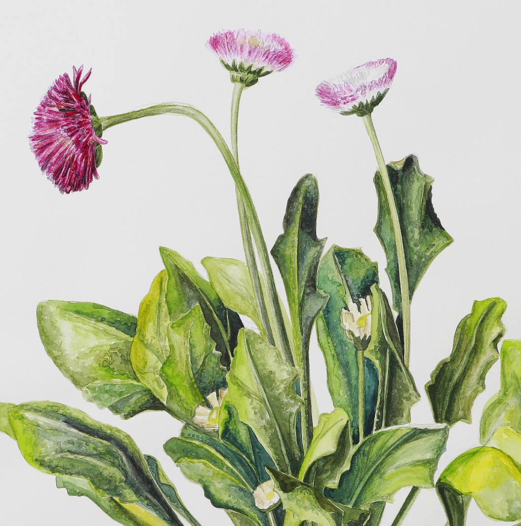 dessin-no-1-de-la-serie-etre-une-fleur-dagmar-kase-bellis-perennis