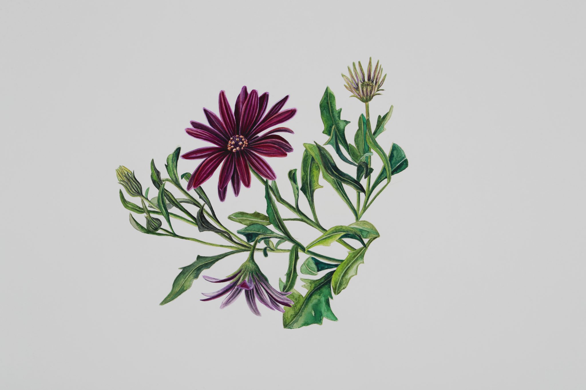 no-12-de-la-serie-etre-une-fleur-sandrine-navarro-pericallis-cruenta