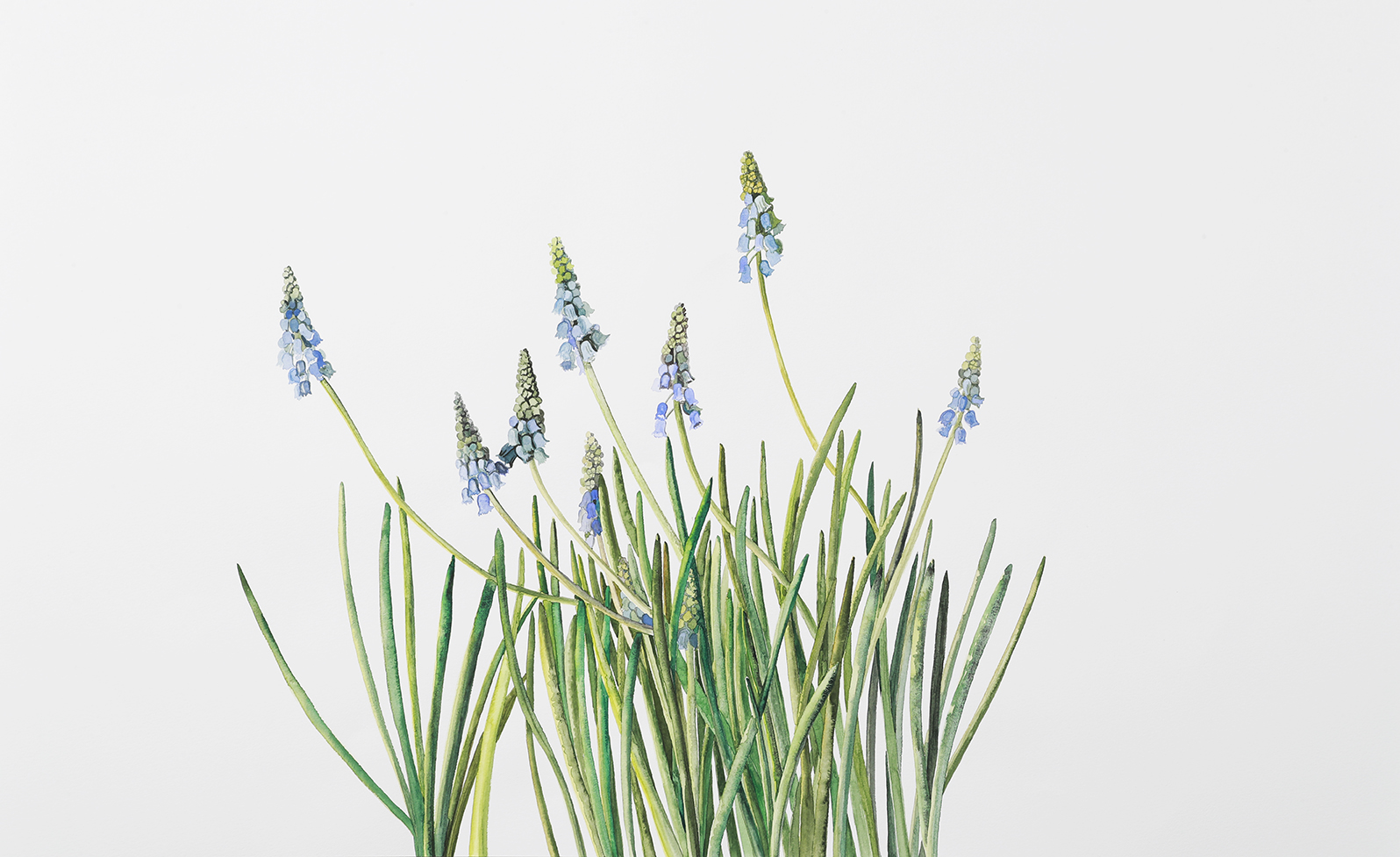 no-8-marili-sokk-muscari