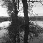 Ces platanes sont des noyés, Saint-Bernard, 1981