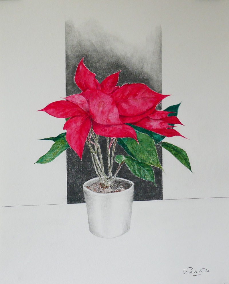 poinsettia