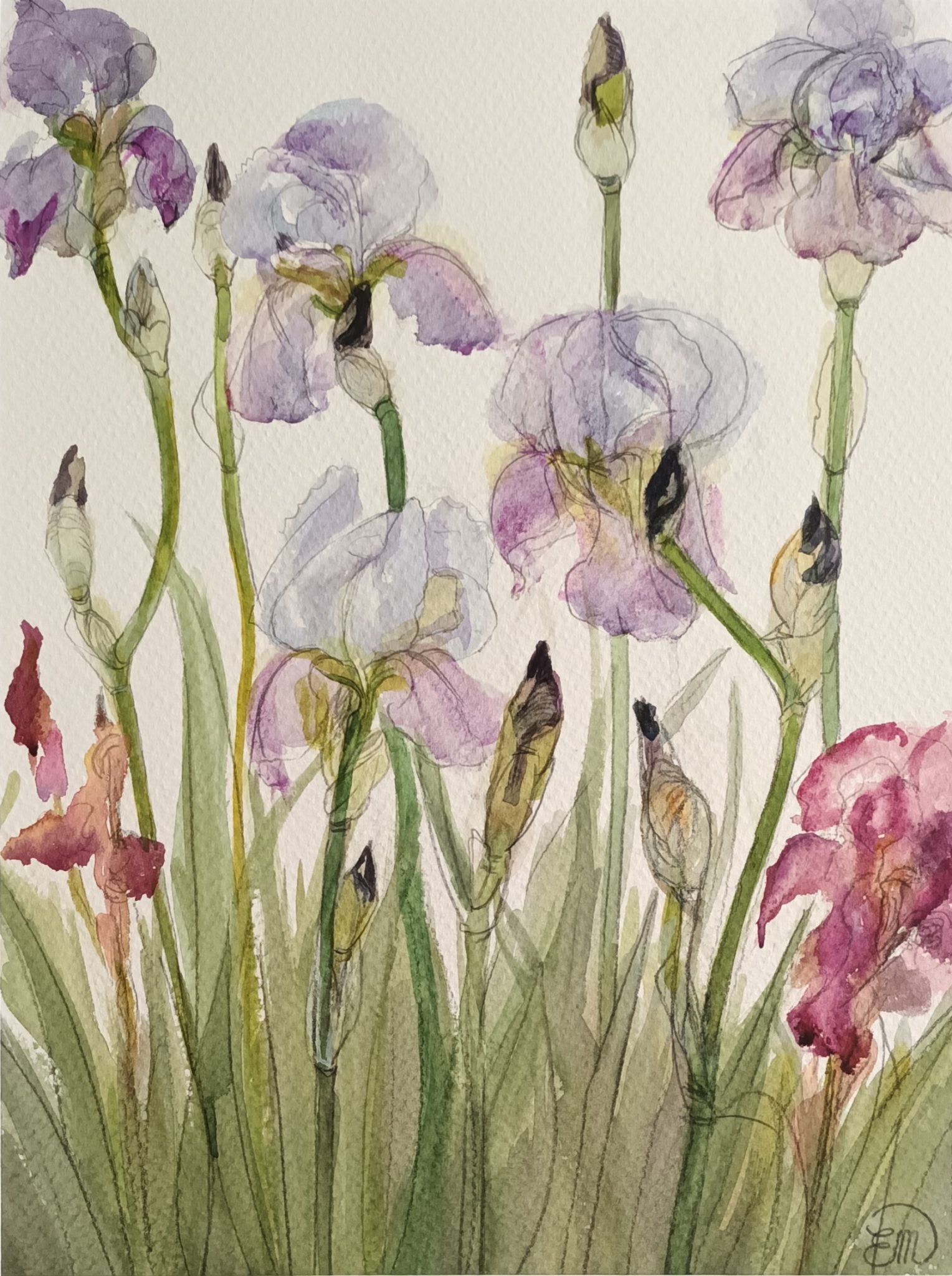 iris-etude-3