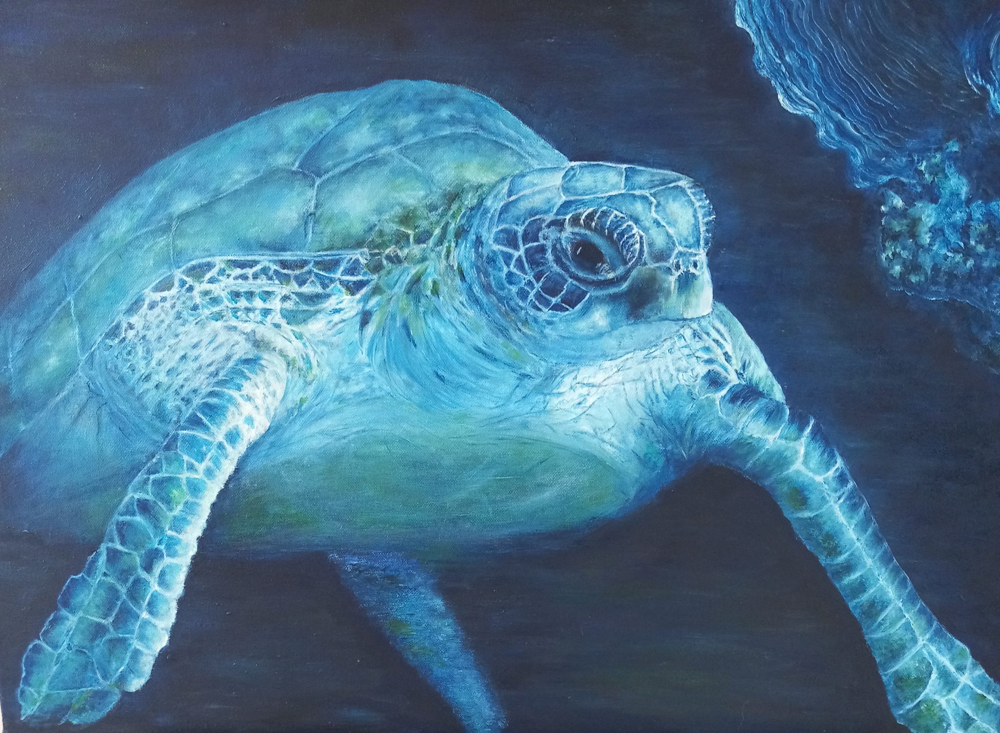 tortue-marine