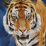 Le Tigre par Anne MARGUET