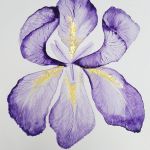 18 Iris violet