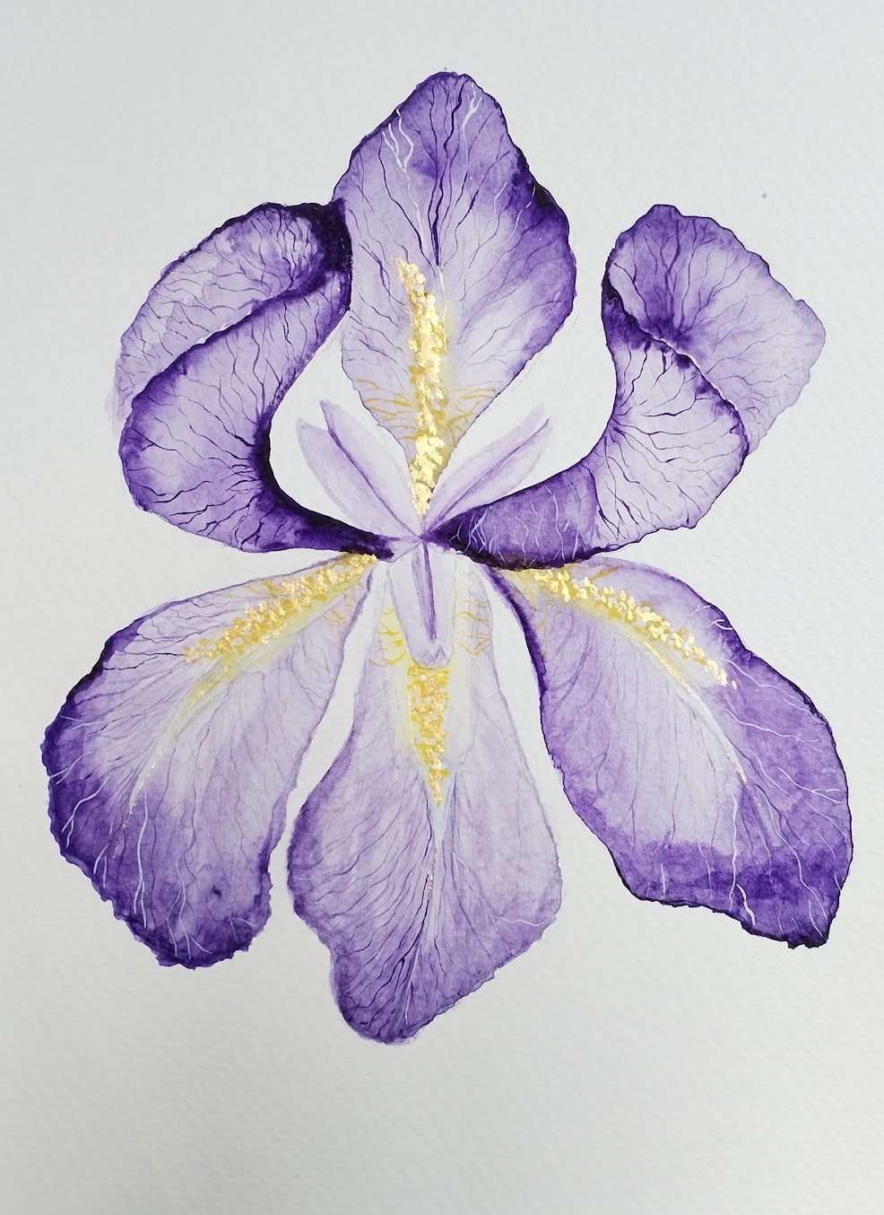 18-iris-violet