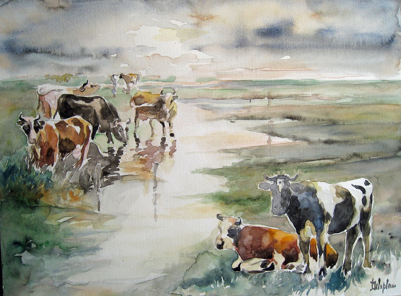 vaches-au-marais