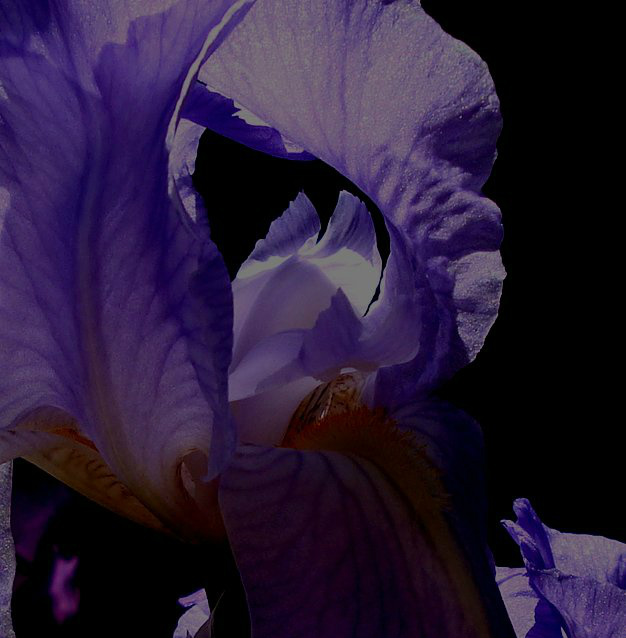 iris-mauve