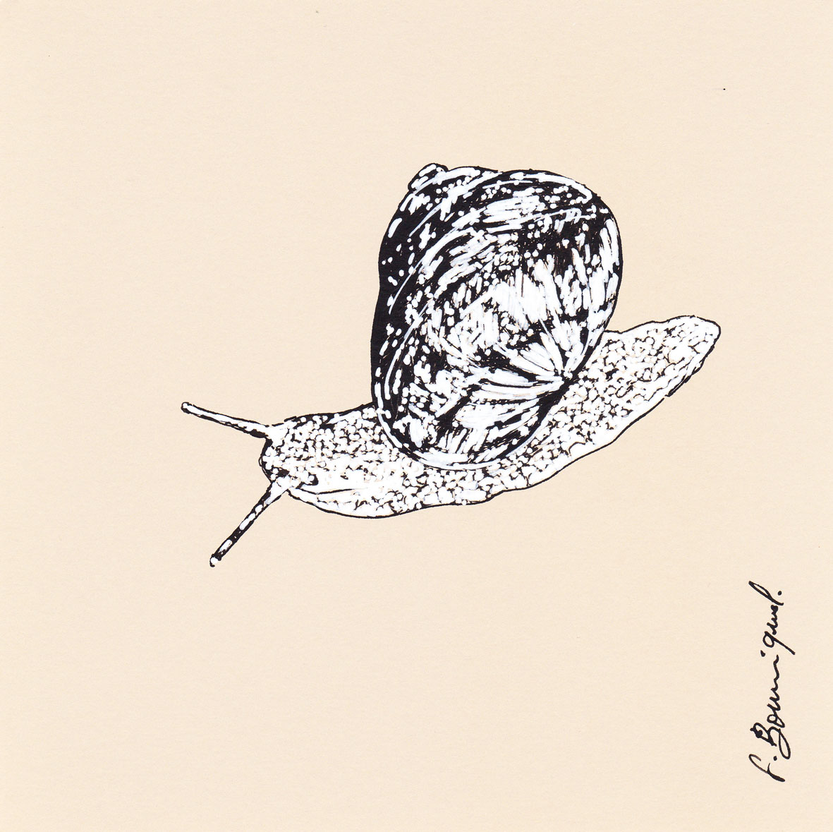 escargot-1-20x20