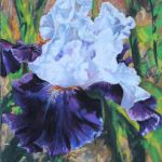 iris violet et blanc