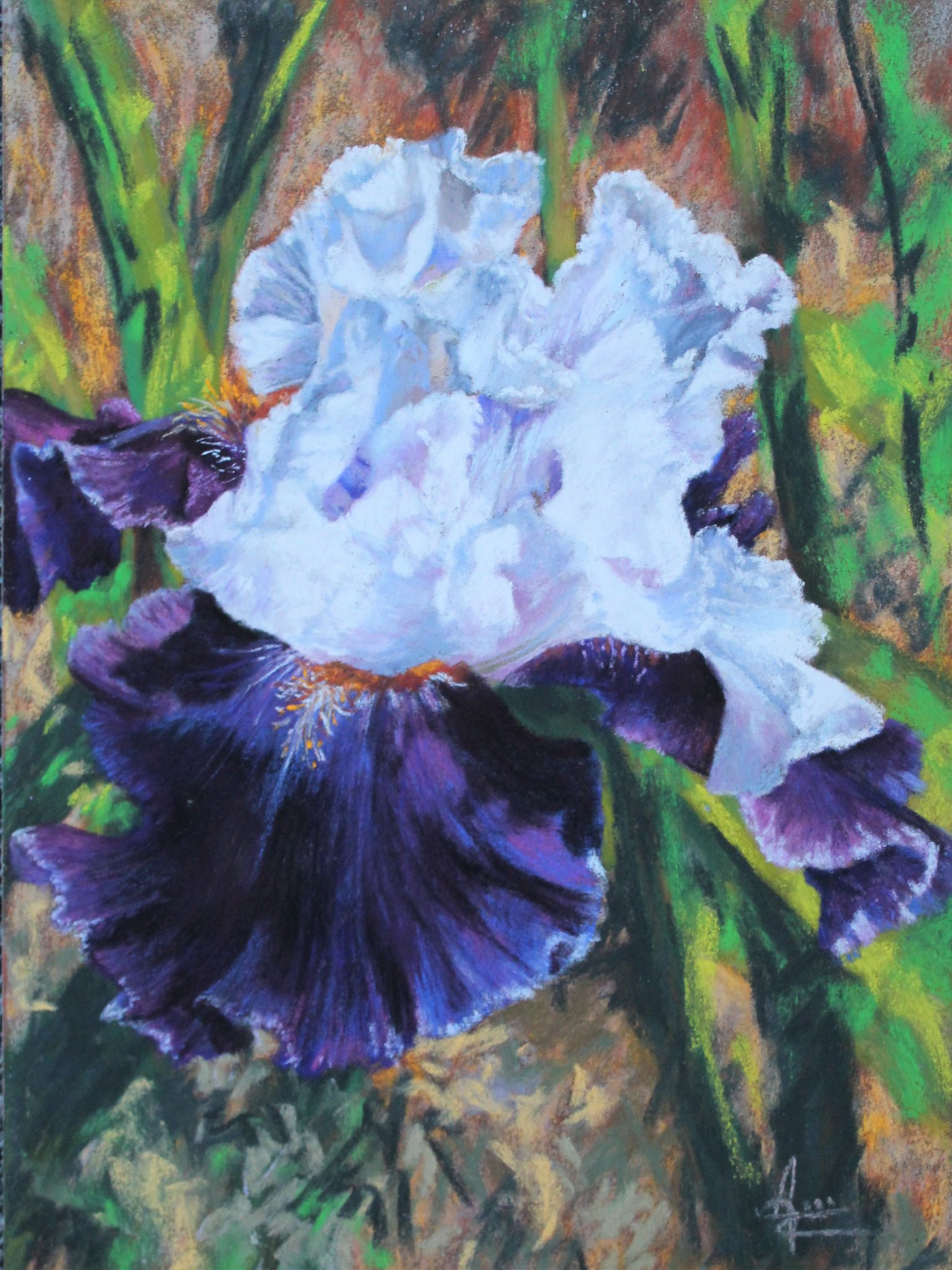 iris-violet-et-blanc