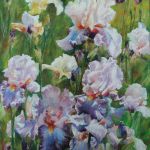 Iris blancs et mauves