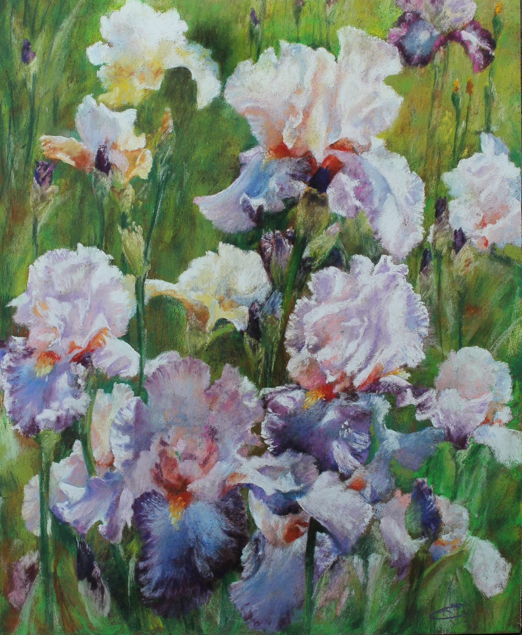 iris-blancs-et-mauves