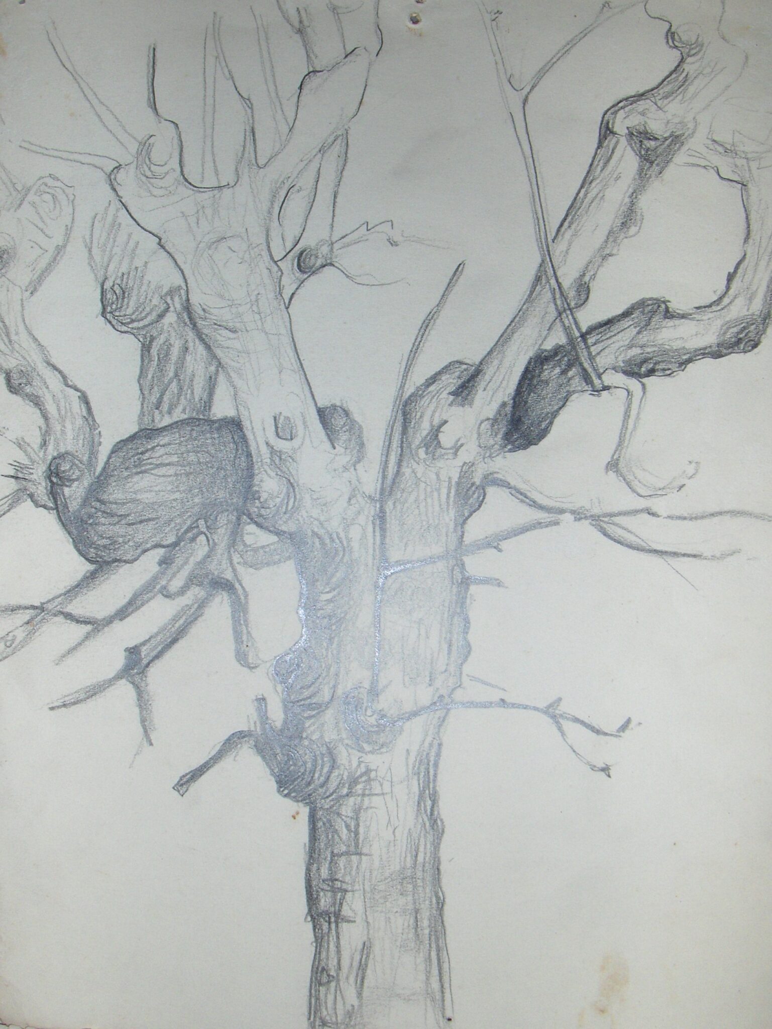 arbre-1985