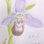 orchidée abeille par NATHALIE RIALLAND