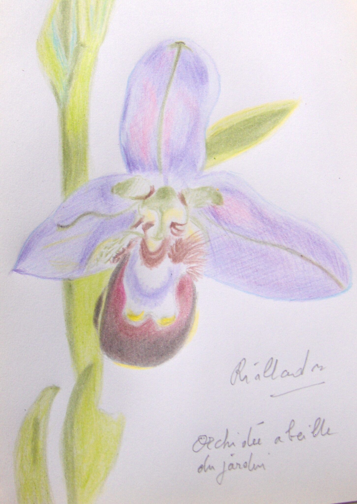 orchidee-abeille