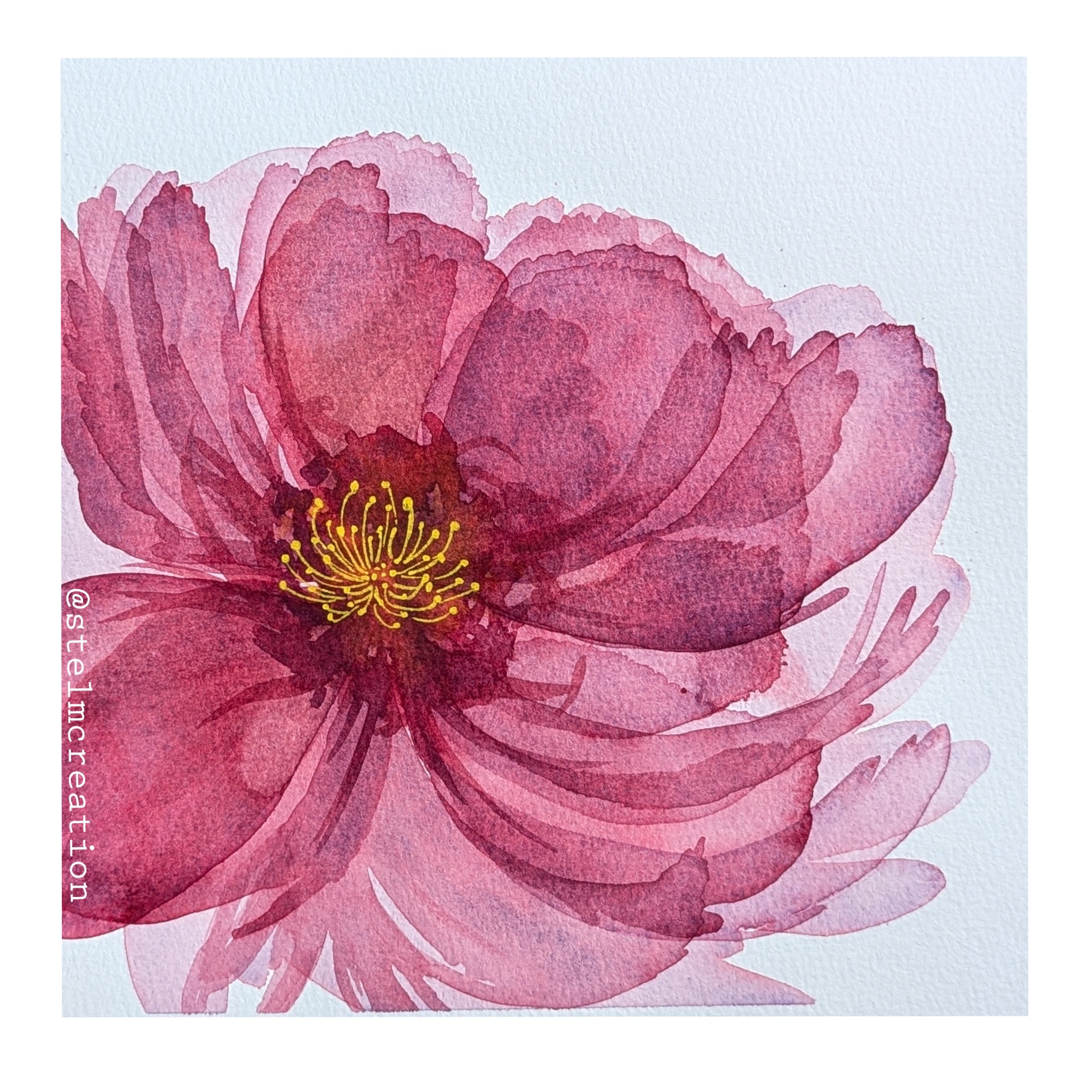 pivoine-3