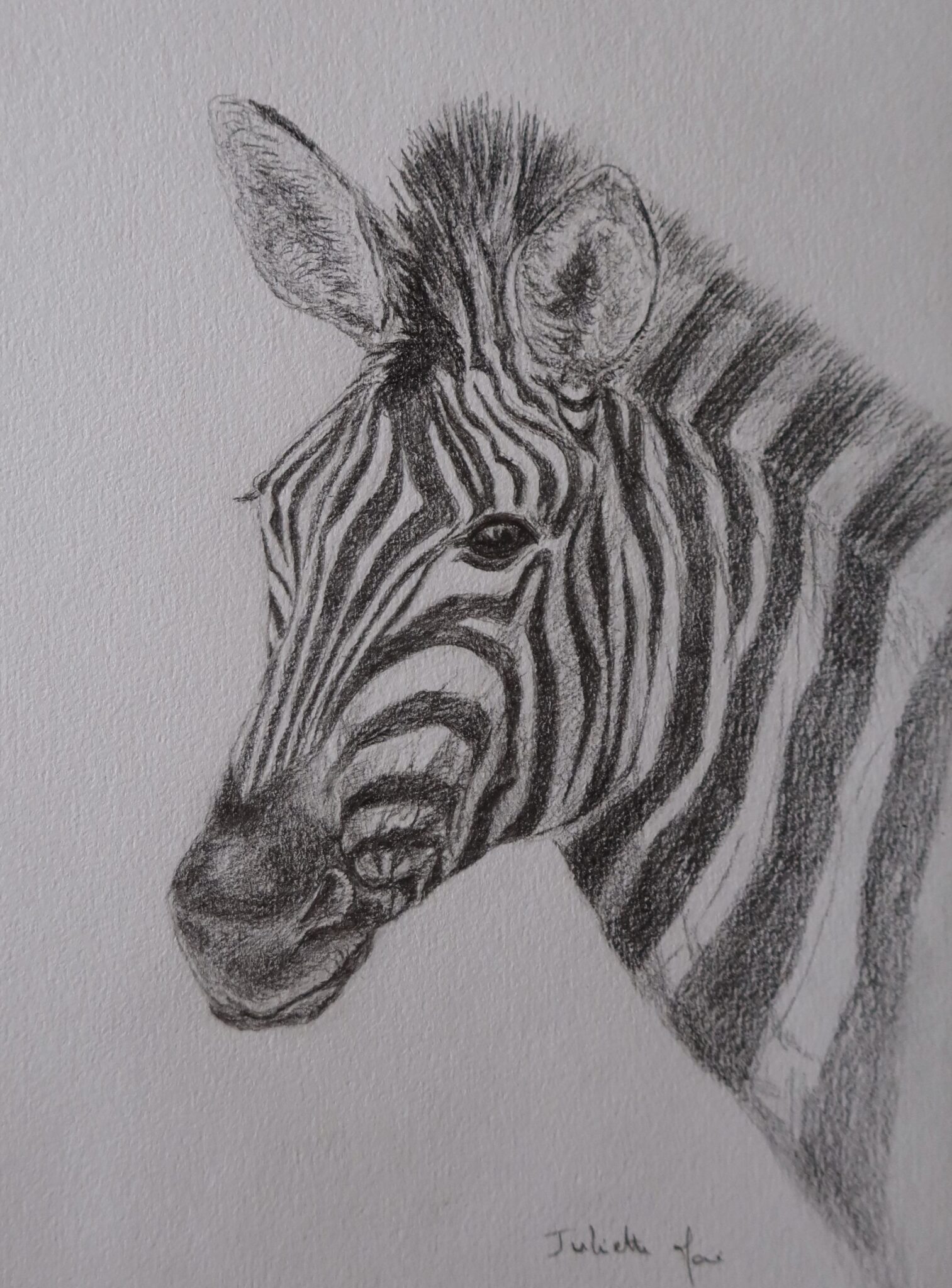 zebre-3