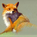 Renard à la puce