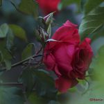 Rose flamboyante