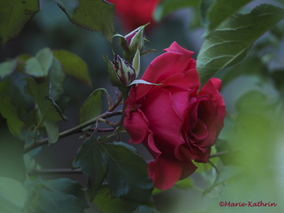 rose-flamboyante