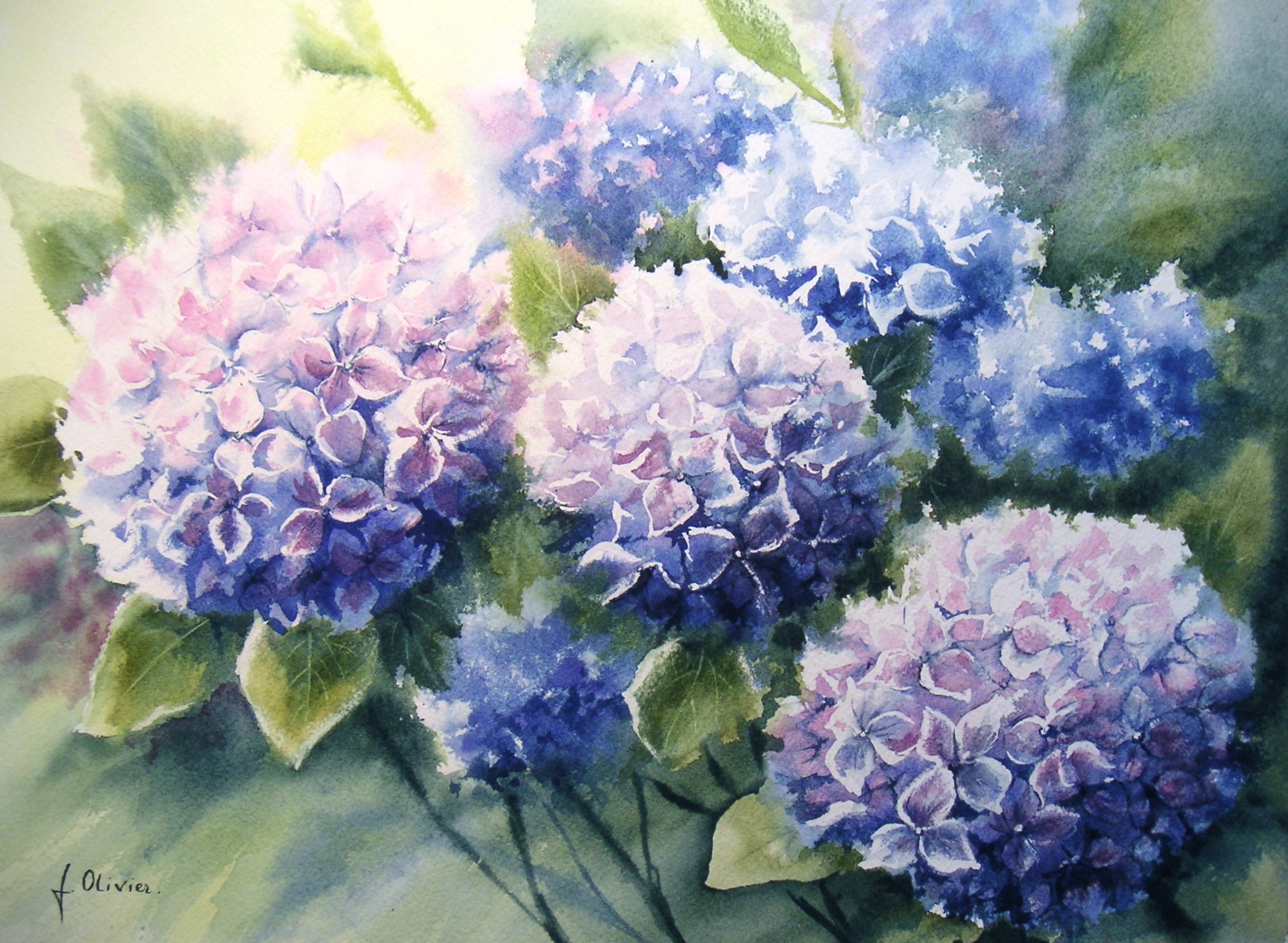 hortensias