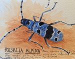 2017 rosalia alpina