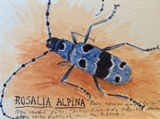 2017-rosalia-alpina