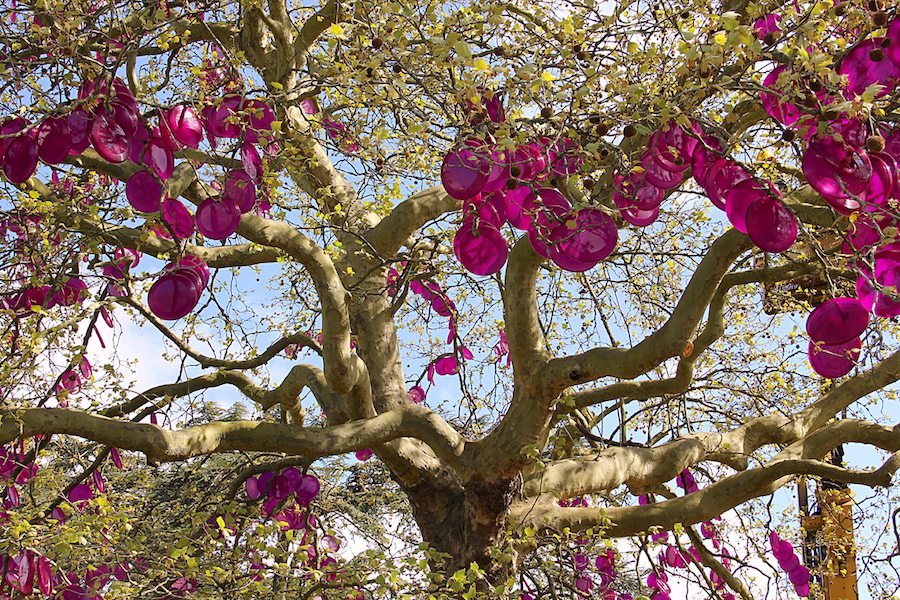 arbre-aux-fruits-celestes