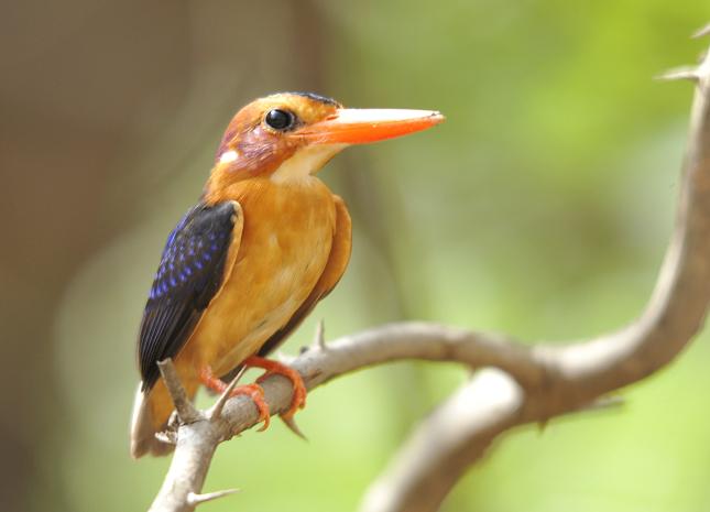 blue-bird-photographie-sur-toile-50x70-2010-web