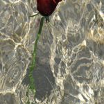 Rose and water Photographie sur toile 70X50 2011 WEB 1