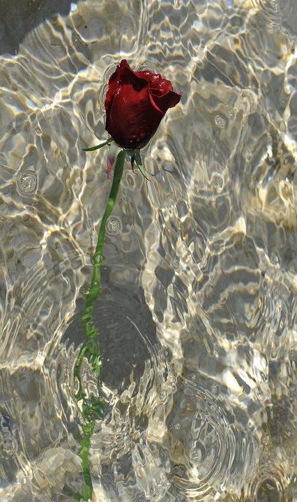 rose-and-water-photographie-sur-toile-70x50-2011-web-1-3