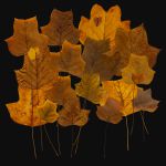 crea-feuilles-9